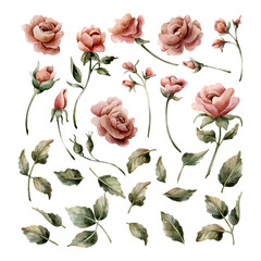 Rose flowers with buds and leaves. Dusty pink garden flowers set. Watercolor hand painted floral isolated illustration