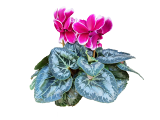 Isolated cyclamen bush with pink flowers.