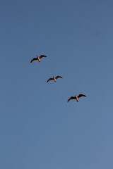 Flamants roses dans le ciel bleu