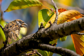 枝にとまるスズメ・コピースペース