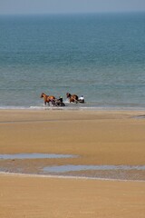 Chevaux sur la plage