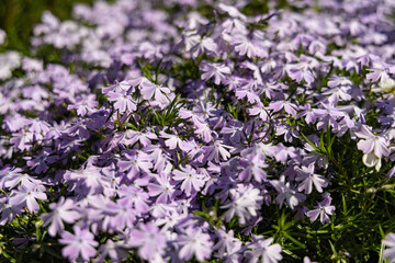 Fototapeta premium Vibrant clusters of delicate purple flowers blooming in a sunlit garden during springtime