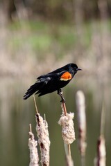 Black bird at the pound