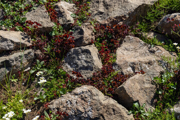 Obraz premium Lush green and red plants weave through rocky terrain under the bright sun in a natural setting