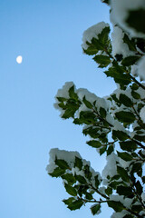 Schneebedeckte Stechpalme mit Mond im Hintergrund