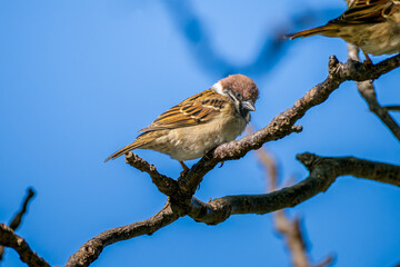 枝にとまるスズメ