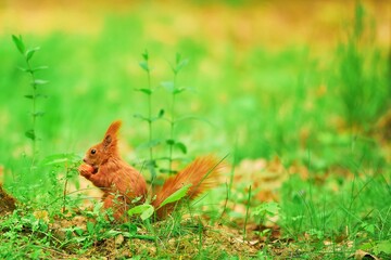 Whiskered squirrel feeds on a sunny day
