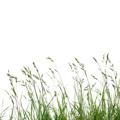 Reed Grass, Generative AI	