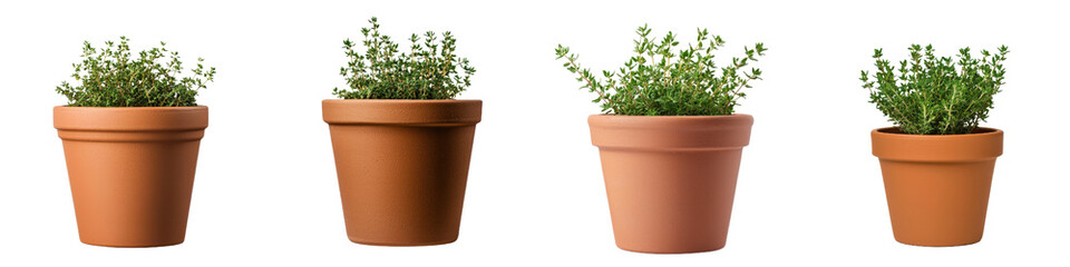 Fototapeta premium Potted thyme plants in various terracotta pots, showcasing Mediterranean style and natural beauty. Perfect for home decor or gardening enthusiasts