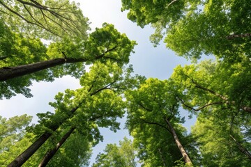 Obraz premium An Upward View of Lush Green Canopies Reaching Towards a Bright Blue Sky, Creating a Canopy of Life