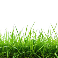 Fototapeta premium Reed Grass, Generative AI 
