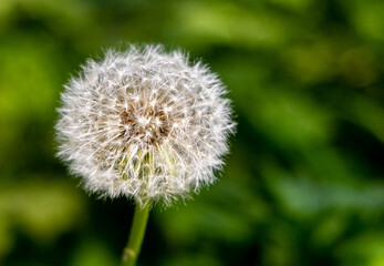 A delicate dandelion clock glimmers in the afternoon sunlight against a vibrant green background