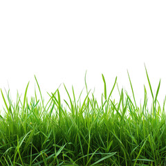 Fototapeta premium Reed Grass, Generative AI 