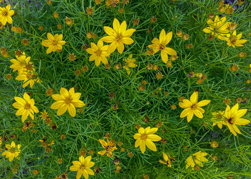 A closeup of yellow flowers are the Moonbeam flower in a natural background. The scientific name is Coreopsis verticillata.