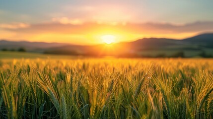 Fototapeta premium photograph of Beautiful sunset over green wheat field with blurred background of mountains and sky. Blurred nature landscape with golden grain in the foreground.