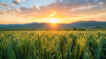 Fototapeta premium photograph of Beautiful sunset over green wheat field with blurred background of mountains and sky. Blurred nature landscape with golden grain in the foreground.