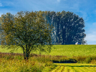 Obraz premium Lone tree in grassy field, distant trees