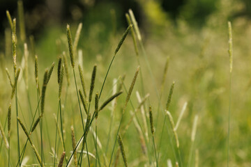 Gentle breeze sways tall grass in a sunlit meadow during a warm summer afternoon