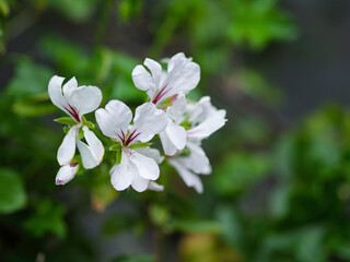 White flower of geranium in the garden. Parisian geranium.