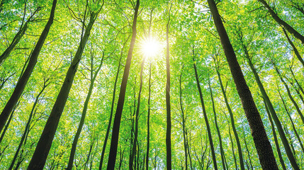 Fototapeta premium Sunlight streams through serene forest canopy, creating peaceful atmosphere