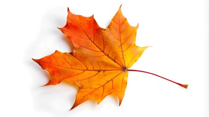 Obraz premium Vibrant Orange Maple Leaf in Autumn Isolated on White Background
