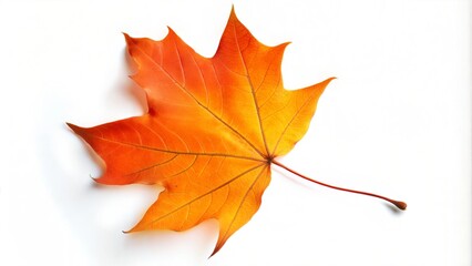 Vibrant Orange Maple Leaf in Autumn Isolated on White Background