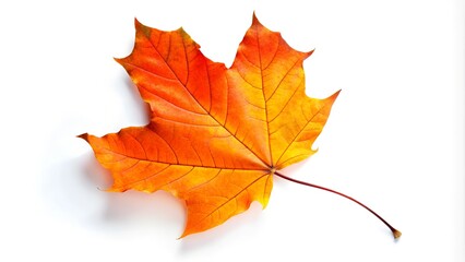 Fototapeta premium Vibrant Orange Maple Leaf in Autumn Isolated on White Background