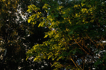 Sunlight filtering through lush green leaves in a tranquil forest during early morning hours