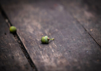 A lone acorn rests on a weathered wooden surface in a tranquil outdoor setting reflecting nature's beauty