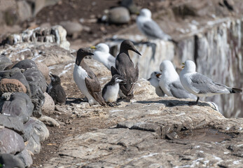 Nesting Guillemots with chicks, Northumberland, England