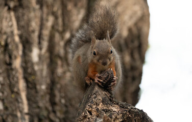 Obraz premium 木の上で木の実を食べるニホンリス