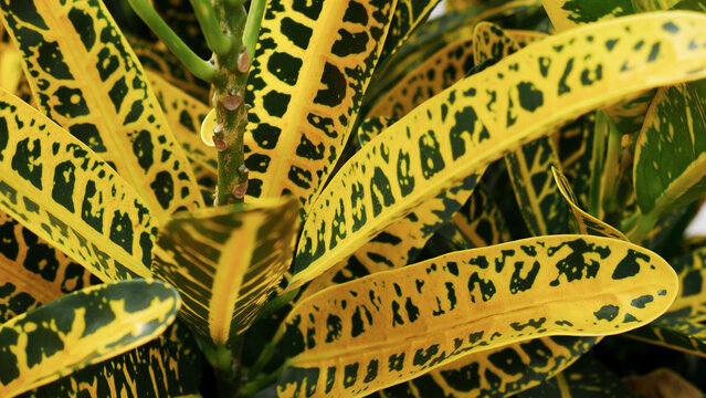 close up of a chain-patterned leaf