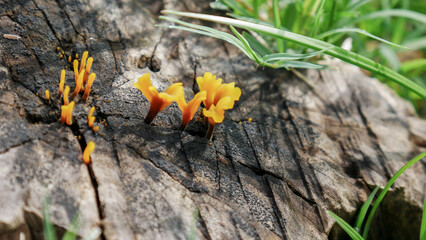wild mushrooms grow on rotten logs