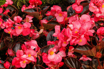 Vibrant pink begonias bloom beautifully in a lush garden during the warm afternoon sunlight of...