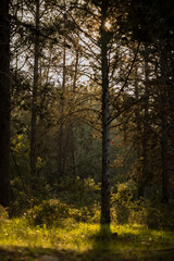 Fototapeta premium Sunlit forest with tall trees and golden light filtering through branches