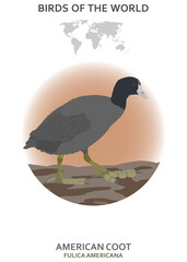American Coot.eps