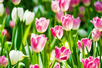 Obraz premium Beautiful Spring Tulip Garden with Multicolored Blooms