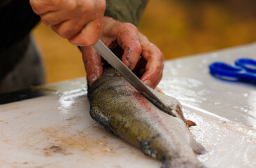 Preparing freshly caught trout with skilled hands at a scenic riverside location during the autumn...