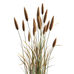 Reed Grass, Generative AI