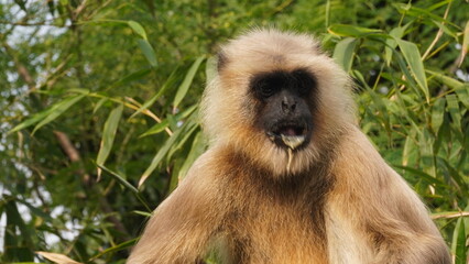 Fototapeta premium A solitary langur monkey sits peacefully on a terrace, delicately eating, its long tail curled and expressive eyes alert