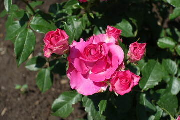 Magenta colored flowers of roses in mid June