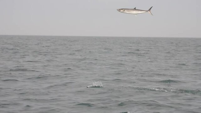 Big King Mackerel fish Strike Fishing Bait in Powerful Leap, Slow Motion