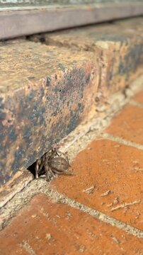 Vertical shot of Spider Wasp pulling paralysed Huntsman Spider into hole in bricks, dragging the Rain Spider into nest
