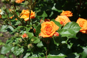 Macro of orange flower and buds of rose in mid June