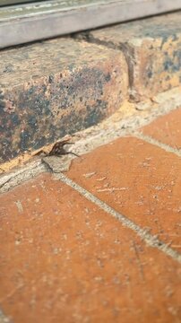 Vertical shot of Spider Wasp pulling Rain Spider into nest, hole in brick