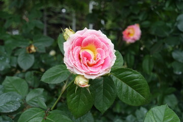 Closed buds and pink and white flower of rose in mid June