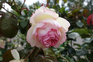 Macro of one pink and white flower of rose in June