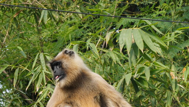 A solitary langur monkey sits peacefully on a terrace, delicately eating, its long tail curled and expressive eyes alert - Powered by Adobe