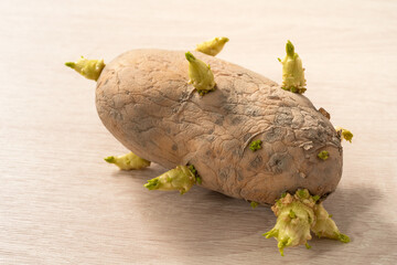 Sprouted potatoes on wooden table background.