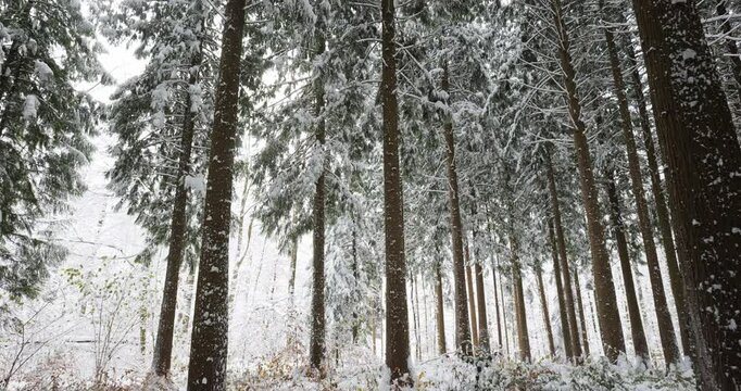 Fresh snow cover on tall pine trees in a forest in Europe.  Panning right shot, real time, no people